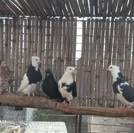 کبوتر پرشی حرفه ای