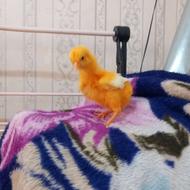 جوجه لاری خوب