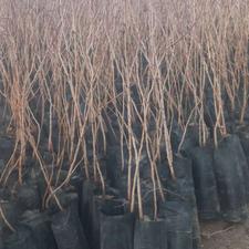 فروش نهال پسته، یک ساله دو ساله