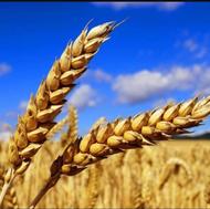 پکیج افزایش وزن صورت و بدن ( به کمک طبیعت )