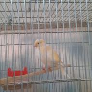 معاوضه باقناری نر