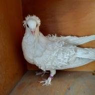 کبوتر جکسون فر گوسفندی