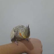 یک جفت عروس هلندی تقریبا دو ساله