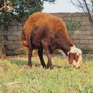 گوسفند بروجردی تخمی،قوچی