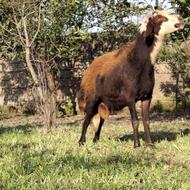 گوسفند نر تخمی،قوچ