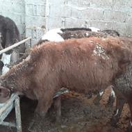 گوساله سیمنتال 3 ماهه قطع شیر و خوراک خور صنعتی