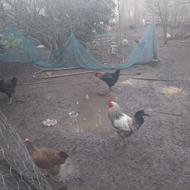 خروس محلی یکساله