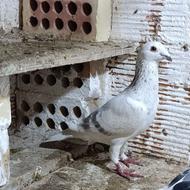 سار اوغون پاک