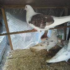 کبوتر پرشی،