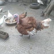 بوقلمون.ماده