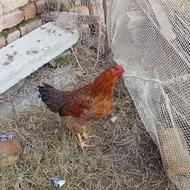 مرغ محلی سالم