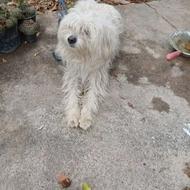 سگ شیتزو شیتزوو