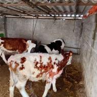 سه راس گوساله ماده