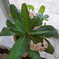 گل طبیعی بزرگ