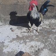 خروس محلی‌ و نژاد خوب