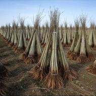 مرکز فروش نهال‌های تضمینی