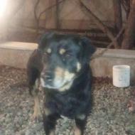 واگذاری سگ نگهبان 6ماهه