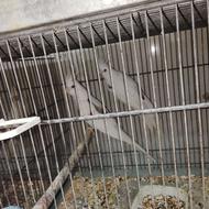 پرنده مستر طوطی