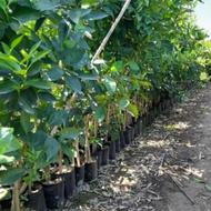 نهال مرکبات