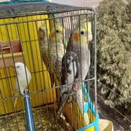 عروس علندی دونه ای 550 حراج