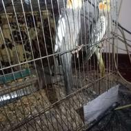 طوطی عروس هلندی با 5 عدد تخم با قفس و لونه