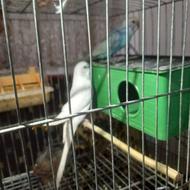 ب دلیل نداشتن جا