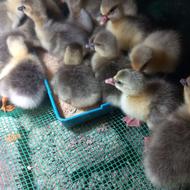 جوجه غاز محلی