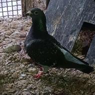 جوجه مسافتی