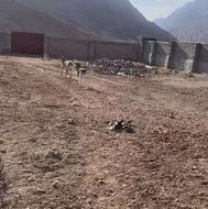 1000 متر زمین سند تک برگ