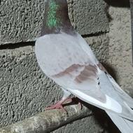 نر مسافتی جوان