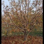 هرس انواع درخت باکادربیش از15سال سابقه