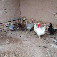 6 عدد مرغ و خروس محلی (نوق)