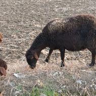 گوسفند ماده