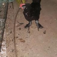 نیمچه خروس مرندی