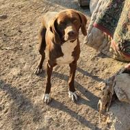 پوینتر میکس انگلیس وآلمان دورگه واگذار