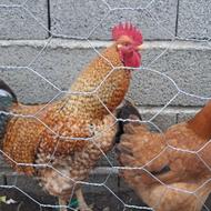 فروش خروس محلی