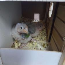 جوجه گرینجیک سرلاکی