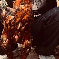 خروس لاری نسل