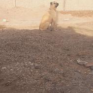 واگذاری سگ گله