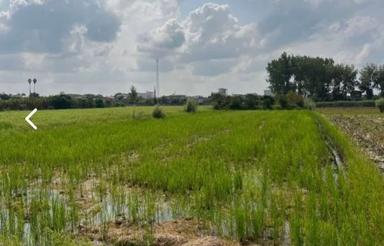 فروش زمین کشاورزی 900 متر در پایین دسته رکن کلا