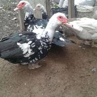 اردک روسی نر