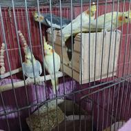 عروس هلندی سرحال ب شرط