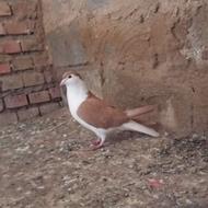 کبوتر ساده زرد