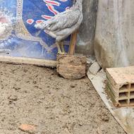 مرغ لاری طوس