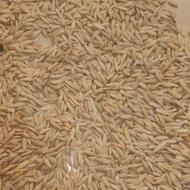 خرید فروش گندم جو حبوبات