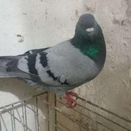 سبز خط دار نر پرشی