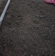 کودحیوانی خشک