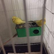 جفت مرغ عشق مولد جفت تخم دار معاوضه هم داریم