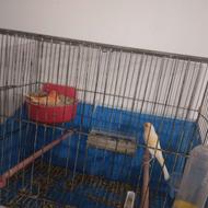 قناری جفت ماده رد فاکتور پلاک دار