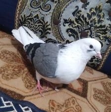 کبوتر دوبال ماده